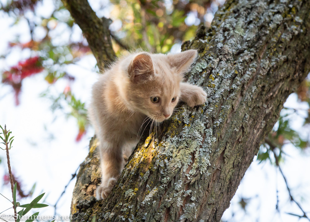Trixie in a tree as a kitten