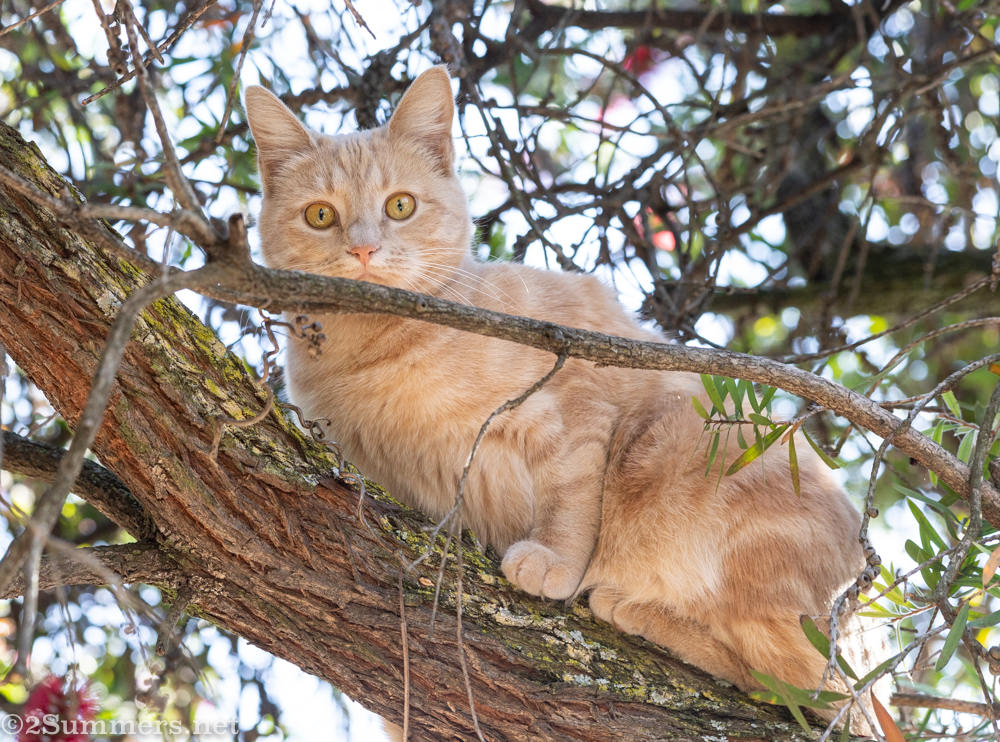Trixie in a tree at one year old.