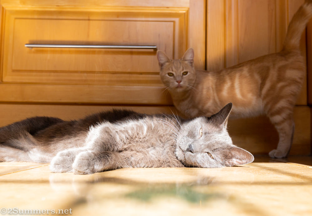The Melville Cat and Trixie in the kitchen.