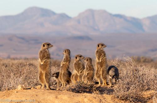 Mob of meerkats in Oudtshoorn