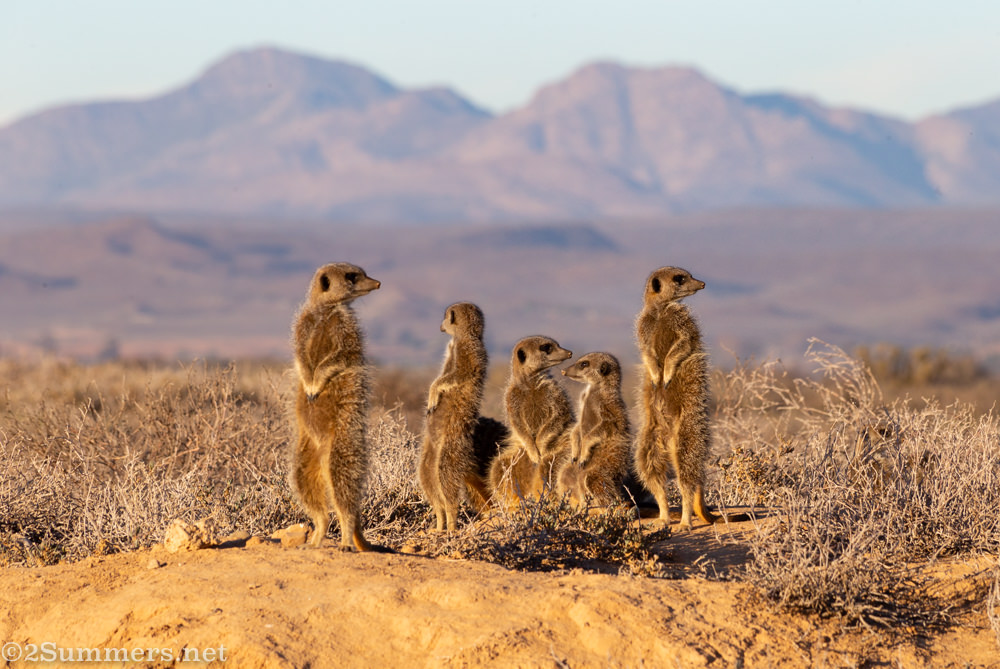 Meerkats in Oudtshoorn