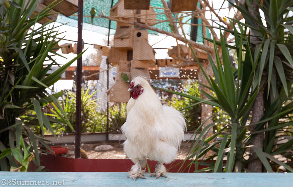 Rooster at Smitswinkel