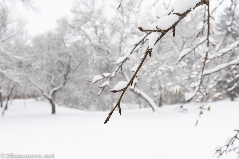 tree branch in snow