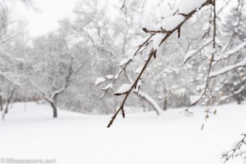 tree branch in snow