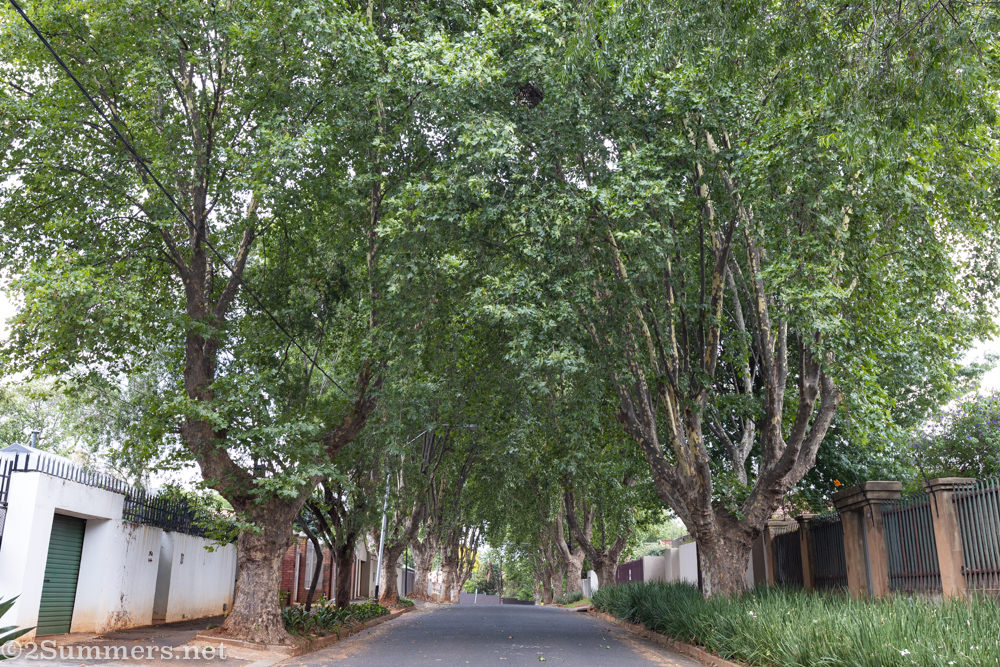 Trees on 6th Avenue in Melville