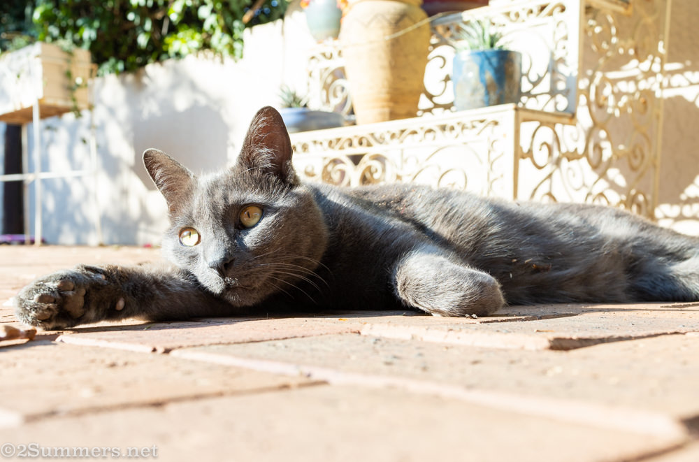 Melville Cat reclining.