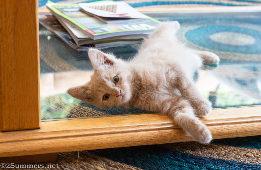 Trixie as a tint kitten