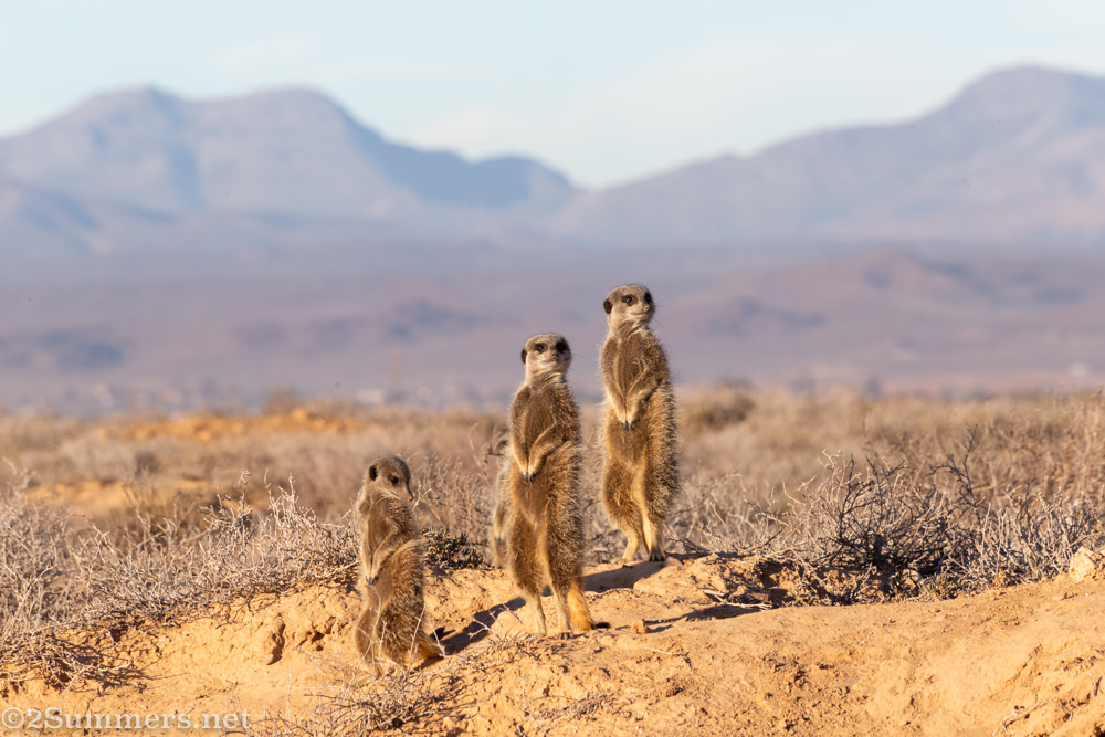 Meerkats in Oudtshoorn