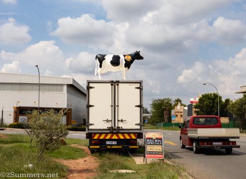 Cow advertisement for Global Cheese Company