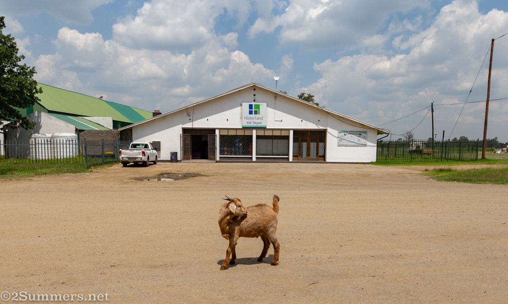 Goat in front of the general store