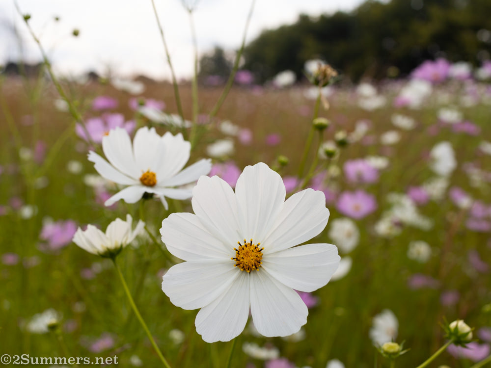 White cosmos