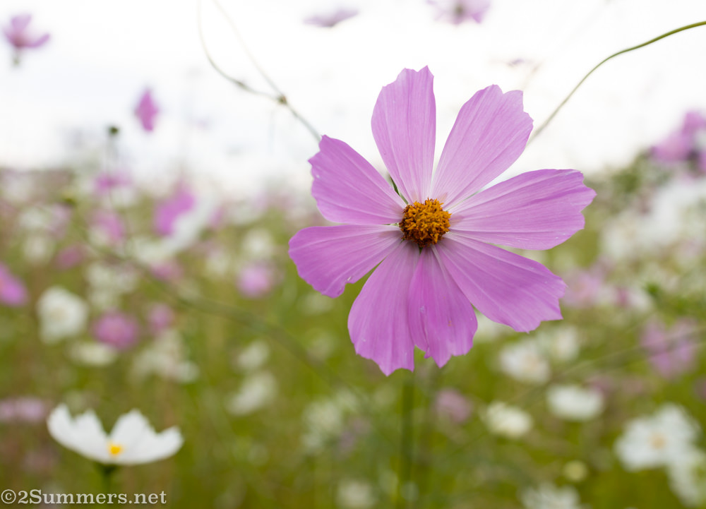 Cosmos flowers