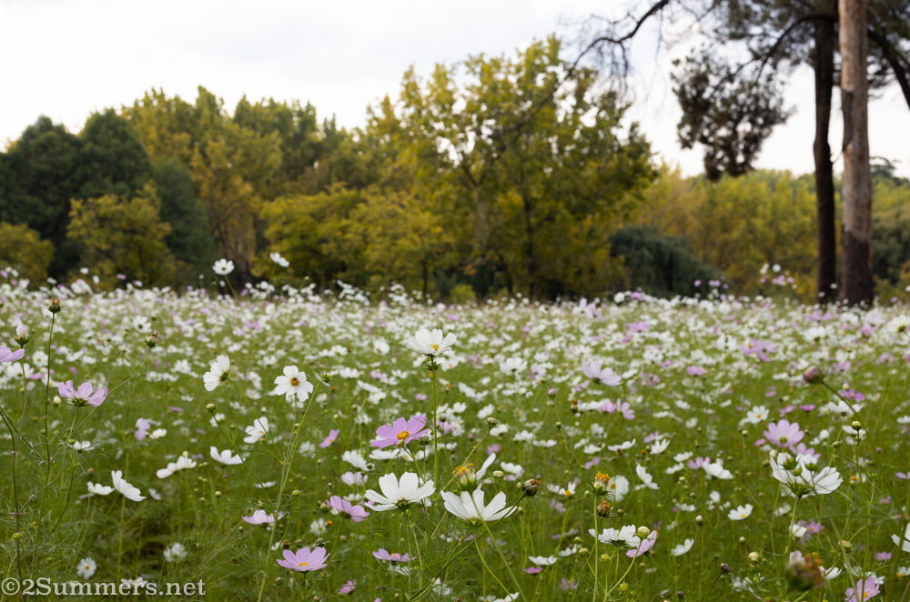 Field of cosmos at Delta Park