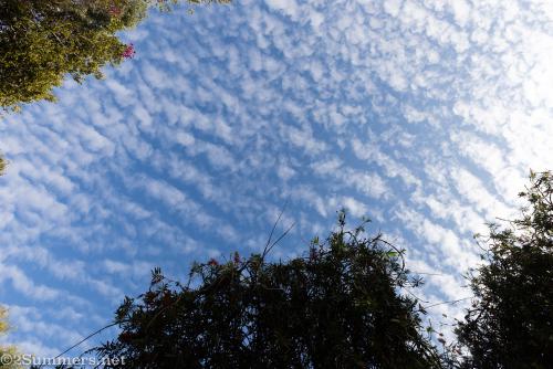 Looking up at the sky on Day 1 of lockdown in Johannesburg