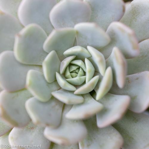 Succulent in my garden