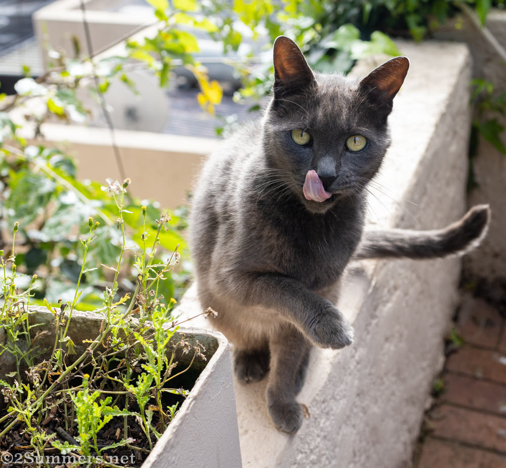 Melville Cat unconcerned