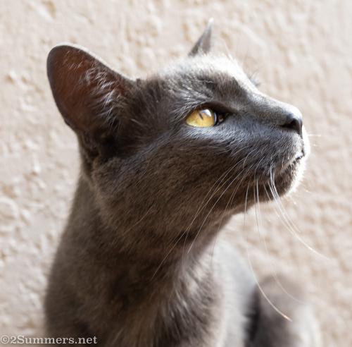 Smokey the Melville Cat during covid-19 lockdown