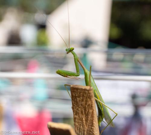 Praying mantis in the garden