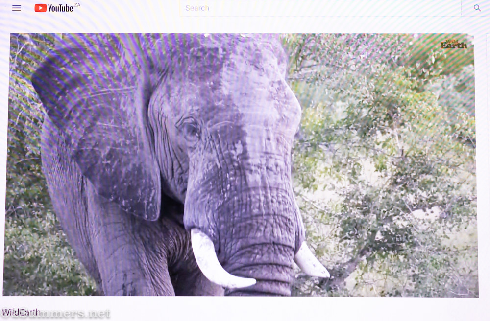 Elephant on WildEarth