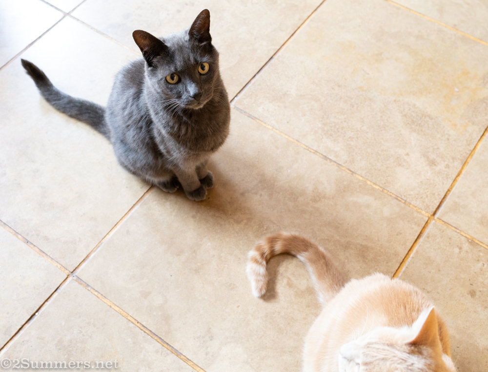 Cats waiting for food