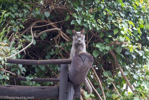 2Summers Logo Featured Post