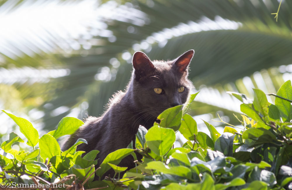 Melville cat in hedge