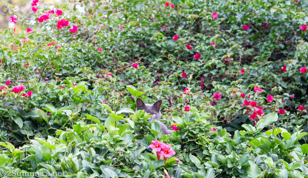 Melville Cat in hedge