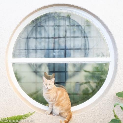 Trixie and me in the bathroom window