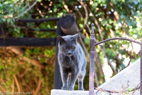 The Melville Cat Day 21