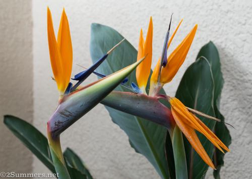 Birds of Paradise pair