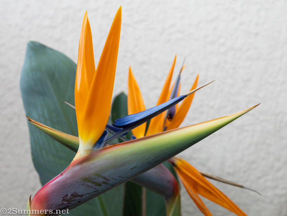 Birds of paradise
