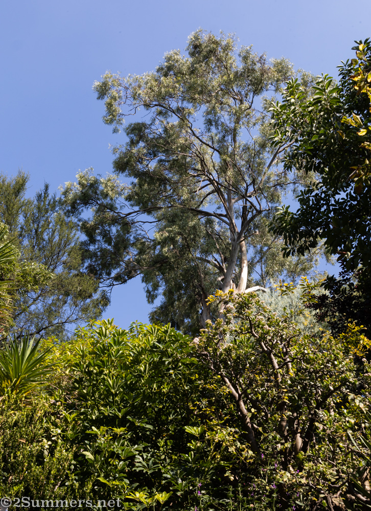 Killarney garden and sky