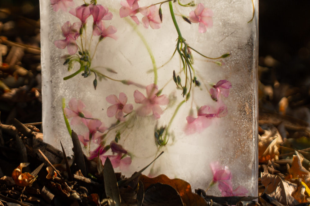 Ice flowers by Mark Straw