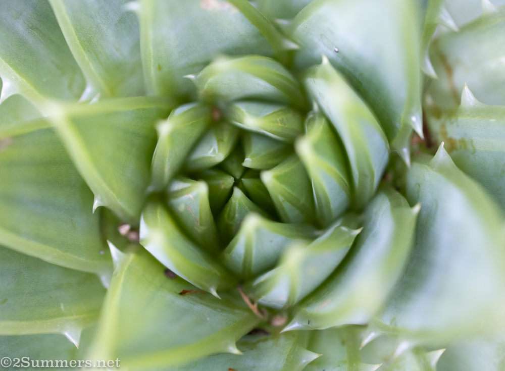 Aloe closeup