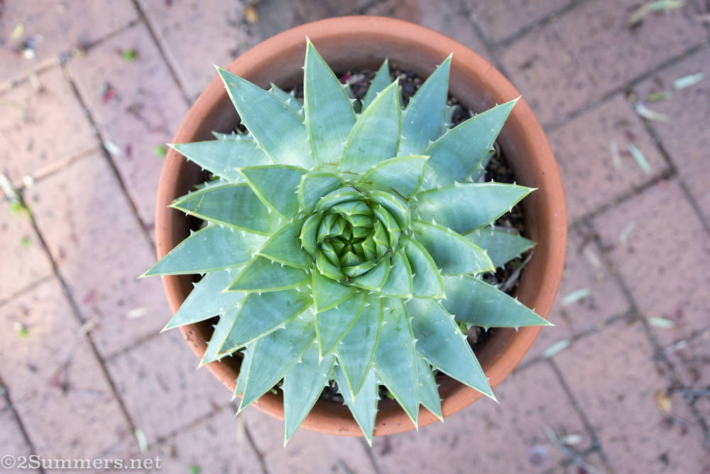 Spiral aloe