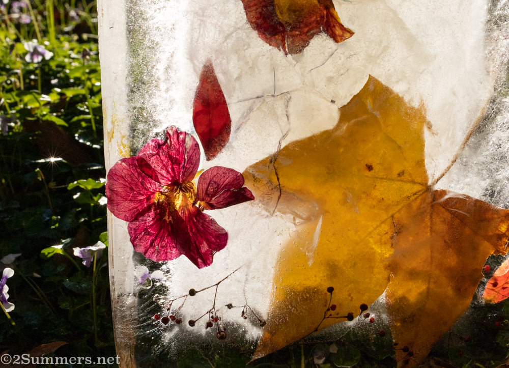 Flowers in ice