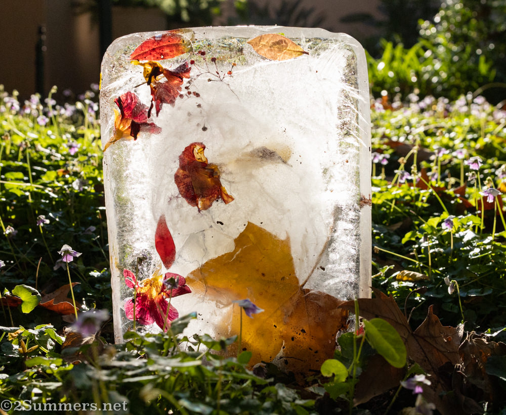 Ice block with flowers and leaves in it