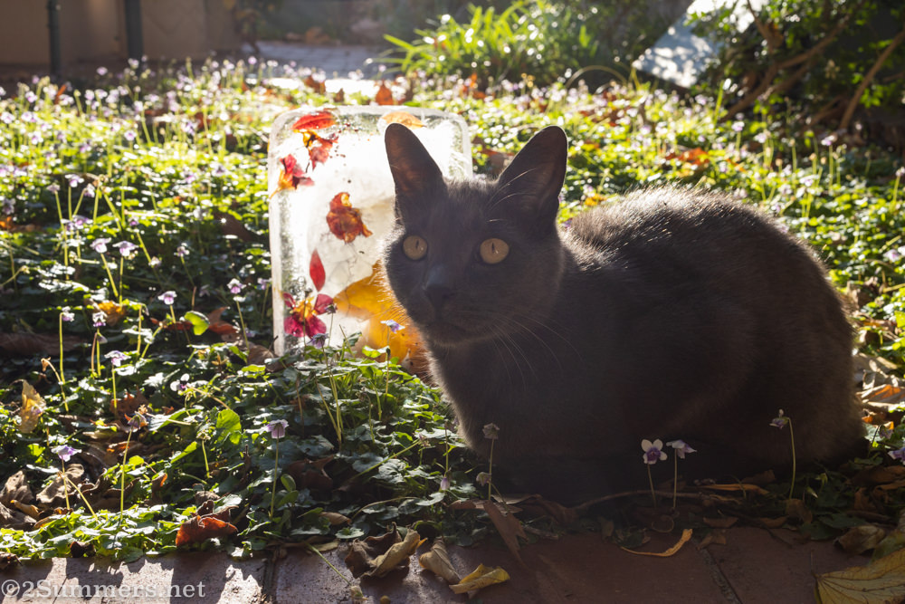 Melville Cat photobombing ice