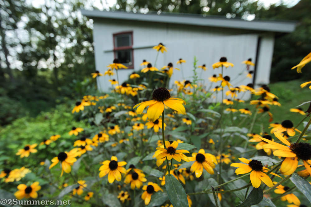 Black-eyed susans blooming in Gaither, Maryland.