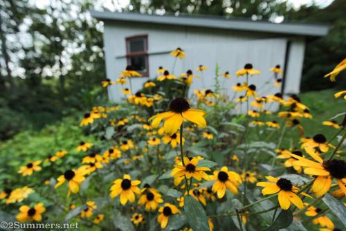 Black-eyed Susans in Gaither Maryland