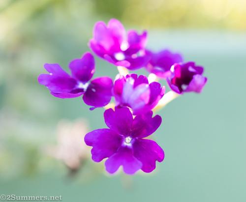 Purple flowers in the garden
