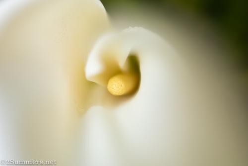 Arum lily in the garden