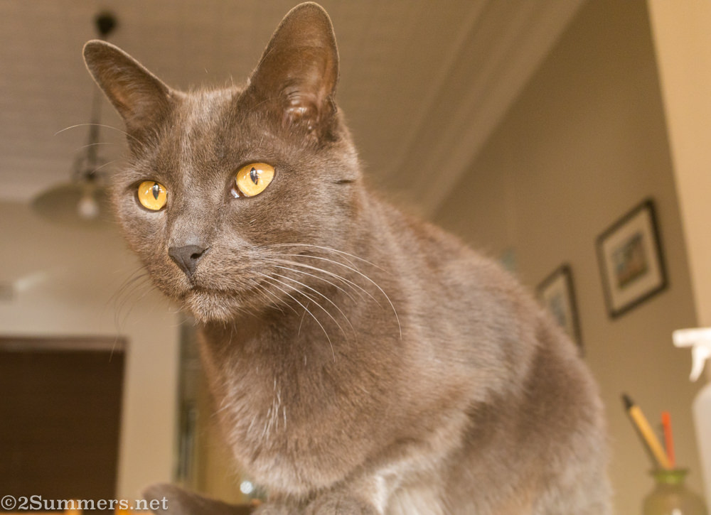 Melville Cat on the kitchen counter
