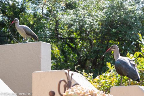 Hadedas in my garden
