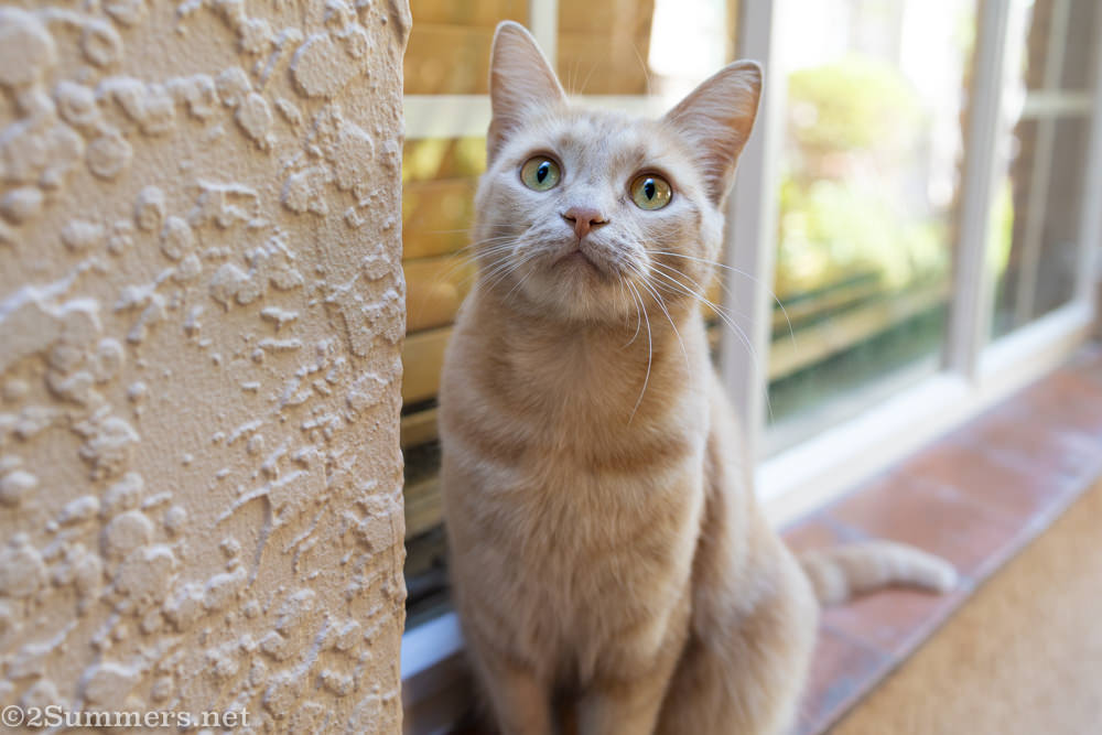 Trixie in the garden