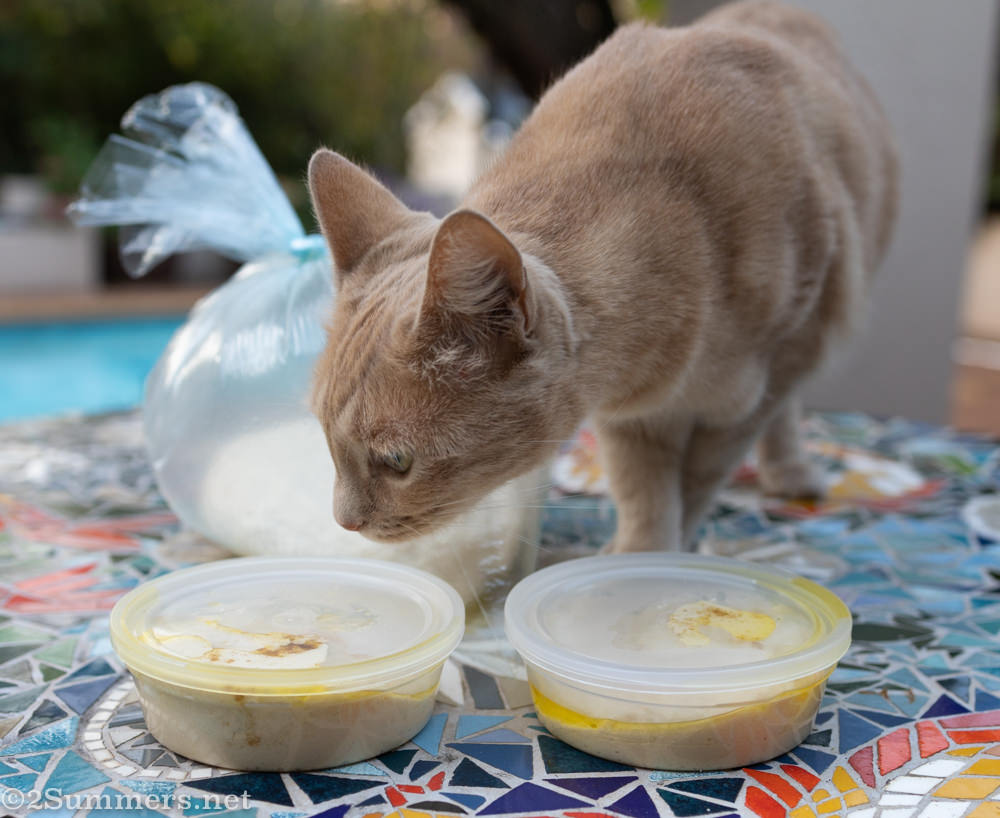 Trixie investigates dough and hummus