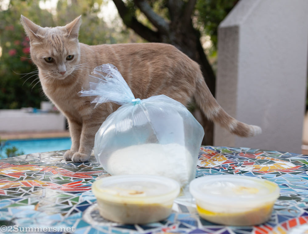 Trixie with hummus and dough
