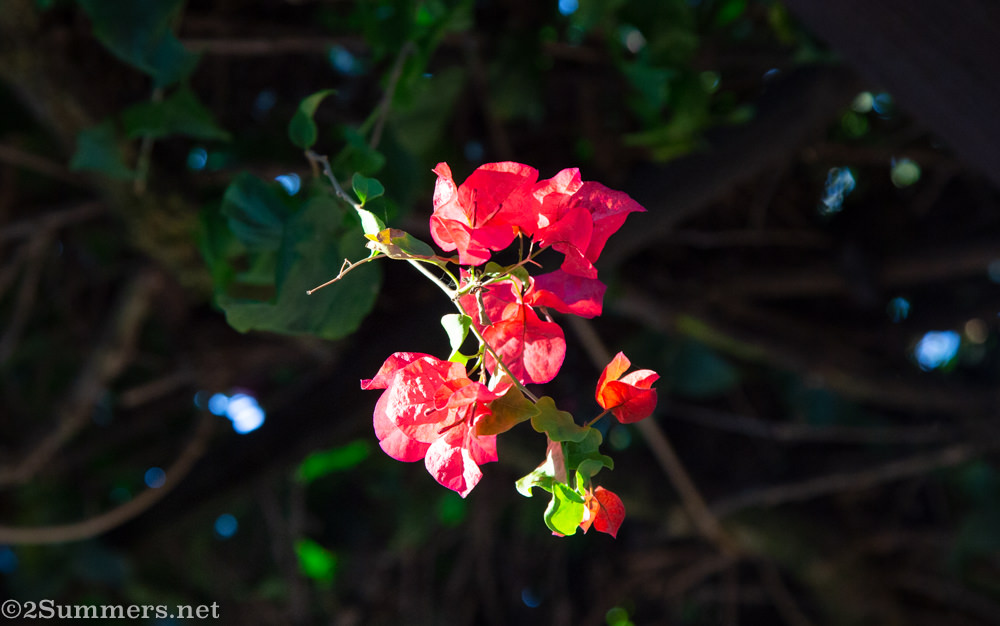 Bougainvillea flowers
