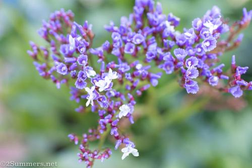 Flowers in the garden