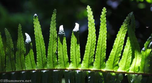 Plant in my old garden